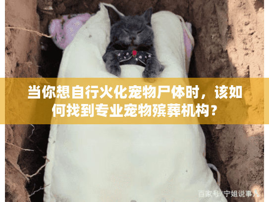 当你想自行火化宠物尸体时,该如何找到专业宠物殡葬机构? 当你想自行火化宠物尸体时,该如何找到专业宠物殡葬机构?