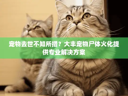 宠物去世不知所措？大丰宠物尸体火化提供专业解决方案