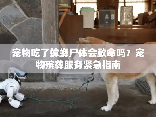 宠物吃了蟑螂尸体会致命吗？宠物殡葬服务紧急指南