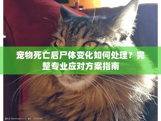 宠物死亡后尸体变化如何处理？完整专业应对方案指南