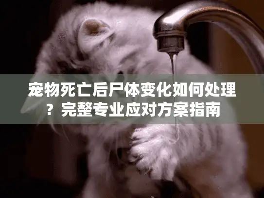 宠物死亡后尸体变化如何处理？完整专业应对方案指南