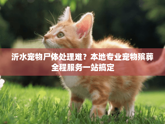 沂水宠物尸体处理难？本地专业宠物殡葬全程服务一站搞定