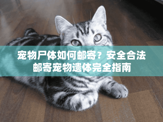 宠物尸体如何邮寄?安全合法邮寄宠物遗体完全指南 宠物尸体如何邮寄?安全合法邮寄宠物遗体完全指南