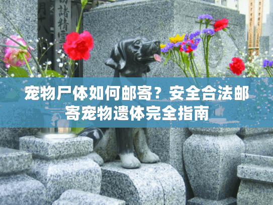 宠物尸体如何邮寄?安全合法邮寄宠物遗体完全指南 宠物尸体如何邮寄?安全合法邮寄宠物遗体完全指南