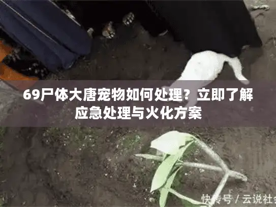 69尸体大唐宠物如何处理？立即了解应急处理与火化方案