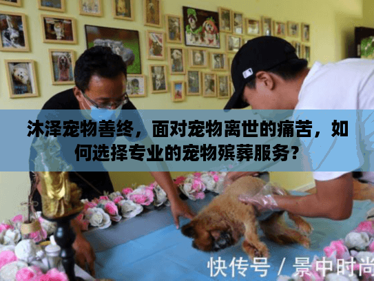沐泽宠物善终,面对宠物离世的痛苦,如何选择专业的宠物殡葬服务? 沐泽宠物善终,面对宠物离世的痛苦,如何选择专业的宠物殡葬服务?