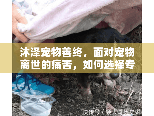 沐泽宠物善终,面对宠物离世的痛苦,如何选择专业的宠物殡葬服务? 沐泽宠物善终,面对宠物离世的痛苦,如何选择专业的宠物殡葬服务?