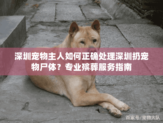 深圳宠物主人如何正确处理深圳扔宠物尸体?专业殡葬服务指南 深圳宠物主人如何正确处理深圳扔宠物尸体?专业殡葬服务指南