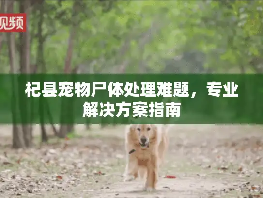 杞县宠物尸体处理难题,专业解决方案指南 杞县宠物尸体处理难题,专业解决方案指南