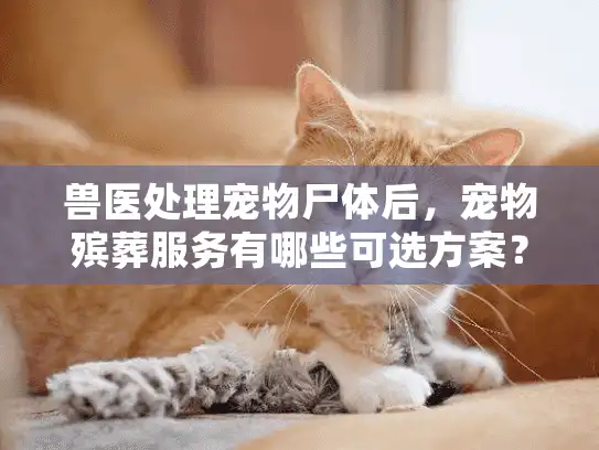 兽医处理宠物尸体后，宠物殡葬服务有哪些可选方案？
