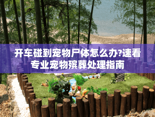 开车碰到宠物尸体怎么办?速看专业宠物殡葬处理指南