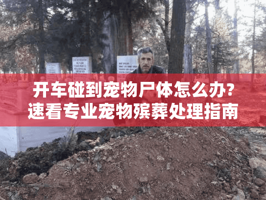 开车碰到宠物尸体怎么办?速看专业宠物殡葬处理指南