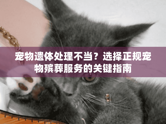 宠物遗体处理不当？选择正规宠物殡葬服务的关键指南