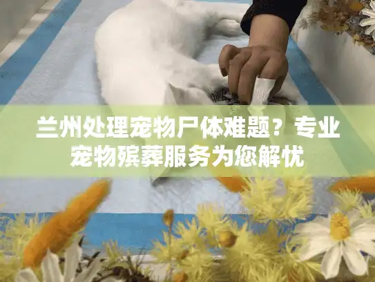 兰州处理宠物尸体难题？专业宠物殡葬服务为您解忧