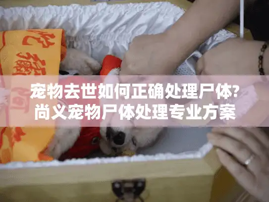 宠物去世如何正确处理尸体?尚义宠物尸体处理专业方案