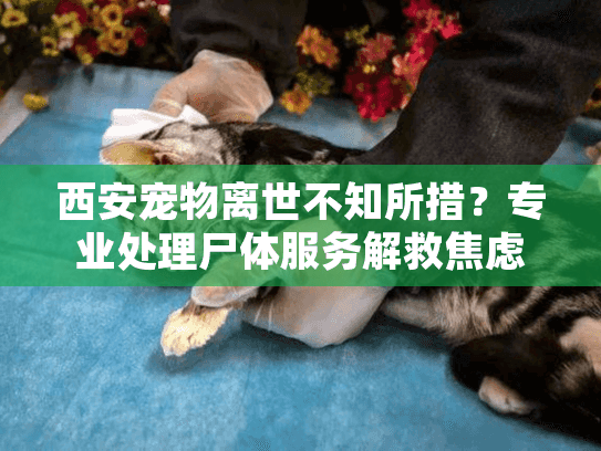 西安宠物离世不知所措?专业处理尸体服务解救焦虑! 西安宠物离世不知所措?专业处理尸体服务解救焦虑!