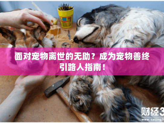 面对宠物离世的无助？成为宠物善终引路人指南！