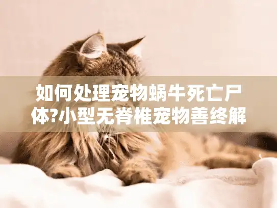 如何处理宠物蜗牛死亡尸体?小型无脊椎宠物善终解决方案分享