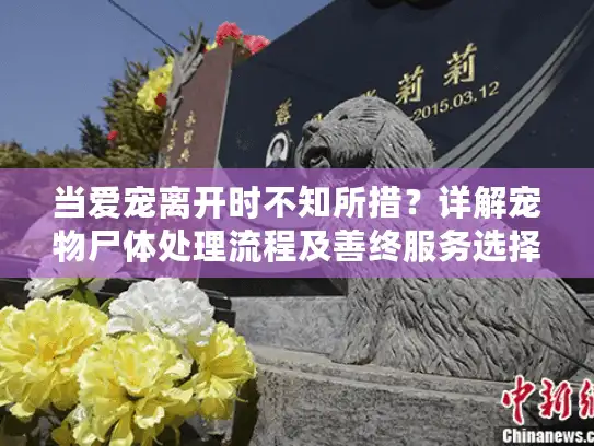 当爱宠离开时不知所措？详解宠物尸体处理流程及善终服务选择指南