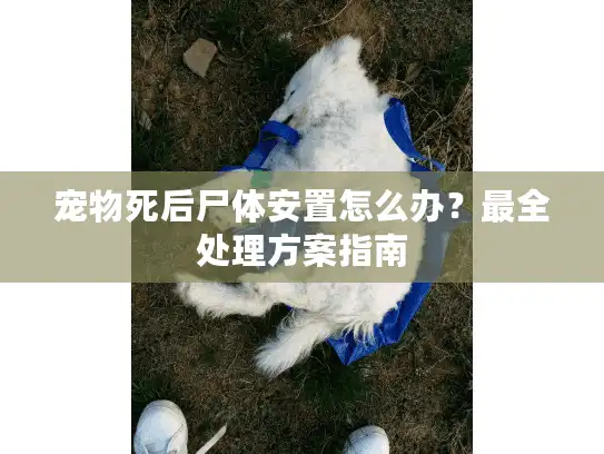 宠物死后尸体安置怎么办？最全处理方案指南