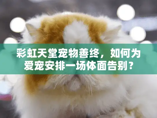 彩虹天堂宠物善终,如何为爱宠安排一场体面告别? 彩虹天堂宠物善终,如何为爱宠安排一场体面告别?