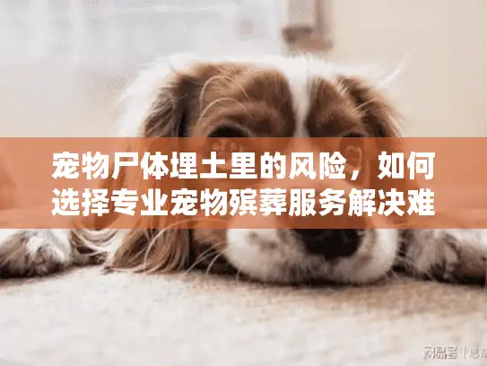 宠物尸体埋土里的风险，如何选择专业宠物殡葬服务解决难题？