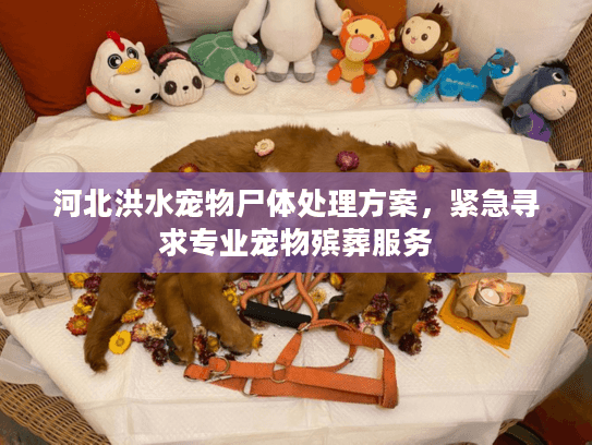 河北洪水宠物尸体处理方案，紧急寻求专业宠物殡葬服务
