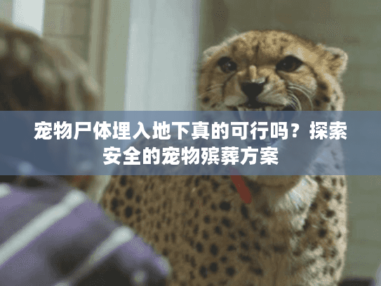 宠物尸体埋入地下真的可行吗？探索安全的宠物殡葬方案