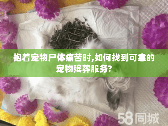 抱着宠物尸体痛苦时,如何找到可靠的宠物殡葬服务?