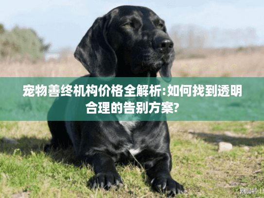 宠物善终机构价格全解析:如何找到透明合理的告别方案?