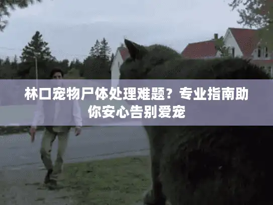 林口宠物尸体处理难题？专业指南助你安心告别爱宠