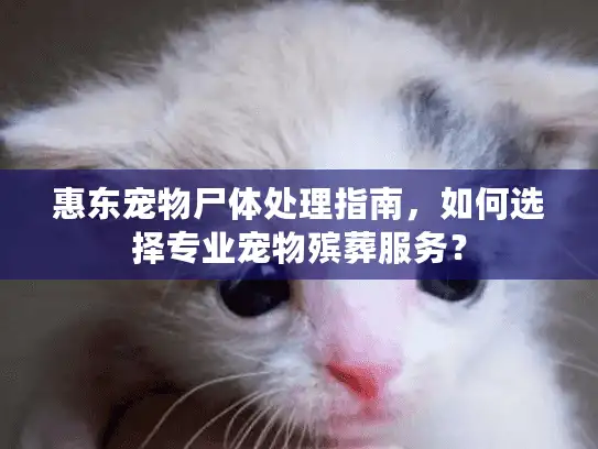 惠东宠物尸体处理指南,如何选择专业宠物殡葬服务? 惠东宠物尸体处理指南,如何选择专业宠物殡葬服务?