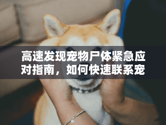 高速发现宠物尸体紧急应对指南，如何快速联系宠物殡葬服务