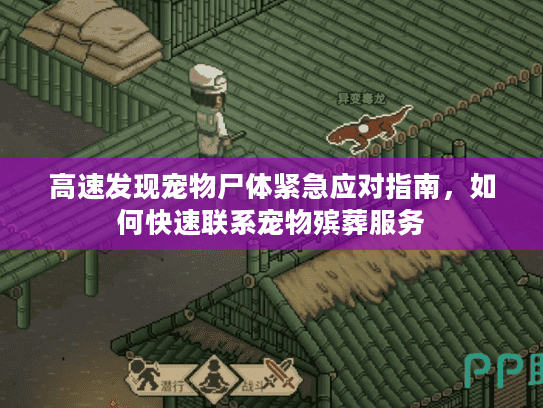 高速发现宠物尸体紧急应对指南，如何快速联系宠物殡葬服务