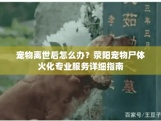 宠物离世后怎么办？荥阳宠物尸体火化专业服务详细指南