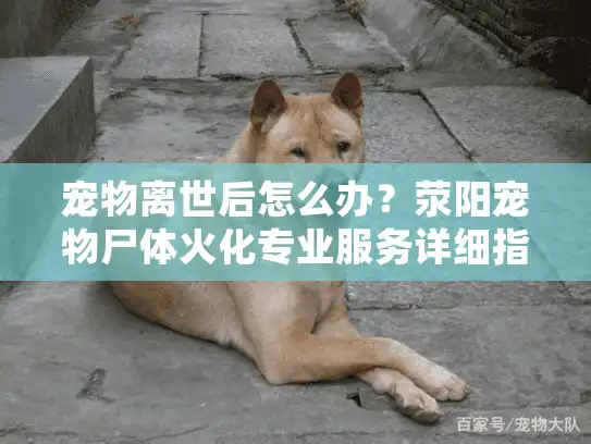 宠物离世后怎么办？荥阳宠物尸体火化专业服务详细指南
