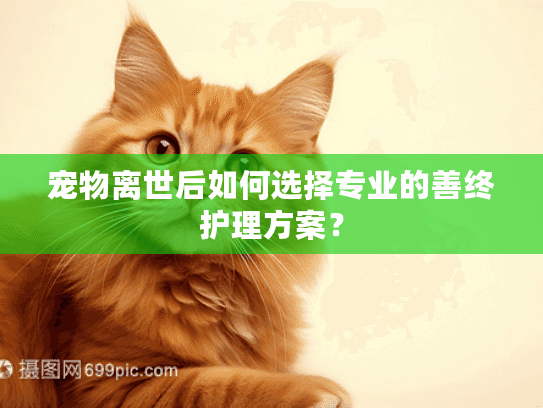 宠物离世后如何选择专业的善终护理方案？