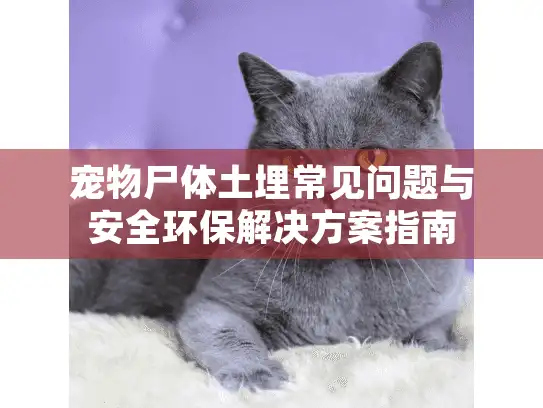 宠物尸体土埋常见问题与安全环保解决方案指南