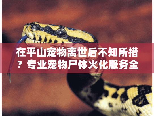 在平山宠物离世后不知所措？专业宠物尸体火化服务全程指南