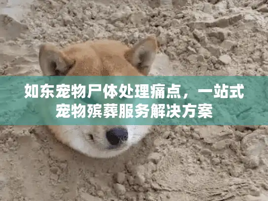 如东宠物尸体处理痛点，一站式宠物殡葬服务解决方案