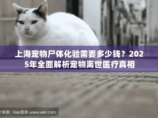 上海宠物尸体化验需要多少钱？2025年全面解析宠物离世医疗真相