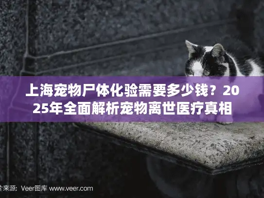上海宠物尸体化验需要多少钱？2025年全面解析宠物离世医疗真相