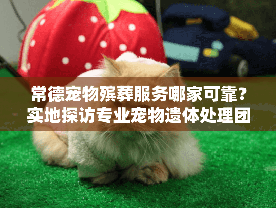 常德宠物殡葬服务哪家可靠?实地探访专业宠物遗体处理团队 常德宠物殡葬服务哪家可靠?实地探访专业宠物遗体处理团队