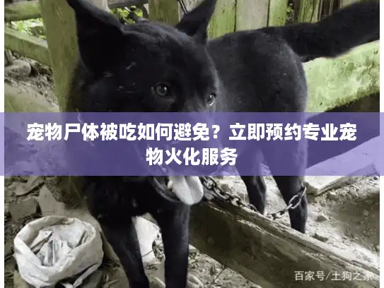 宠物尸体被吃如何避免?立即预约专业宠物火化服务 宠物尸体被吃如何避免?立即预约专业宠物火化服务
