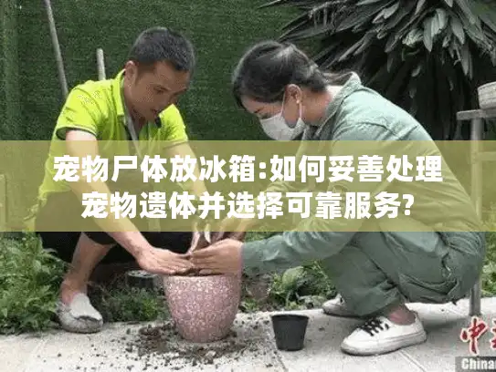 宠物尸体放冰箱:如何妥善处理宠物遗体并选择可靠服务?