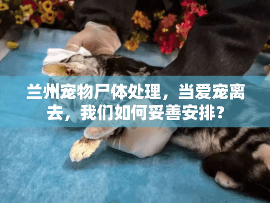 兰州宠物尸体处理,当爱宠离去,我们如何妥善安排? 兰州宠物尸体处理,当爱宠离去,我们如何妥善安排?