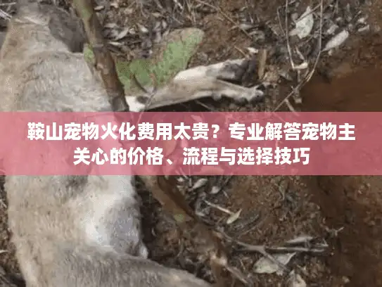 鞍山宠物火化费用太贵？专业解答宠物主关心的价格、流程与选择技巧