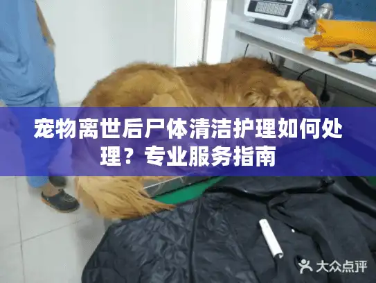 宠物离世后尸体清洁护理如何处理？专业服务指南