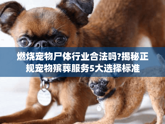 燃烧宠物尸体行业合法吗?揭秘正规宠物殡葬服务5大选择标准