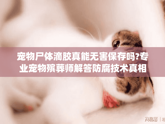 宠物尸体滴胶真能无害保存吗?专业宠物殡葬师解答防腐技术真相